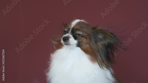 Papillon dog in grooming salon. Dog is enjoying, air pressure from the hair dryer developing its beautiful, long, white, shiny hair. The dog turns its head and raises its ears towards the air flow.