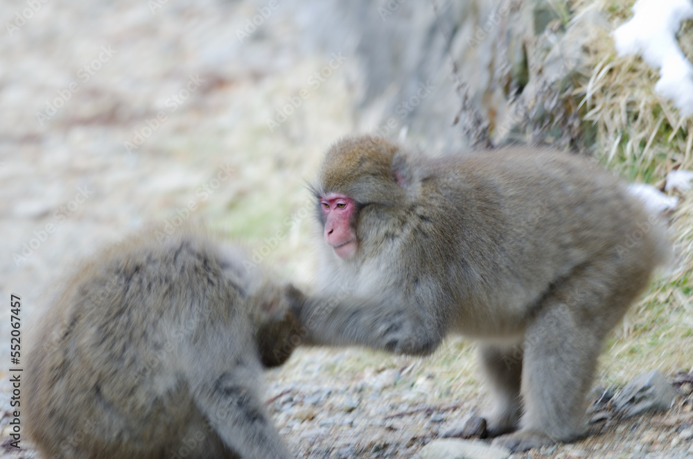 Young Japanese macaques Macaca fuscata playing. Jigokudani Monkey Park. Yamanouchi. Nagano Prefecture. Joshinetsu Kogen National Park. Japan.