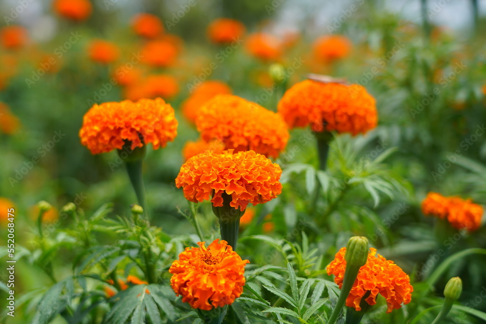 close up picture of bright orange flowers in a farm close up picture of bright orange flowers in a farm