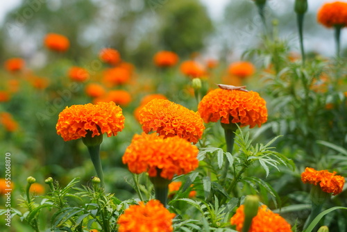 bunch of bright orange flowers in a garden
