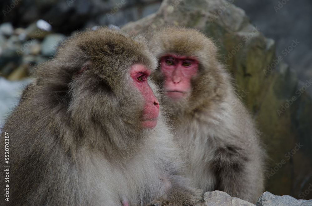 Japanese macaques Macaca fuscata. Jigokudani Monkey Park. Yamanouchi. Nagano Prefecture. Joshinetsu Kogen National Park. Japan. Japanese macaques Macaca fuscata. Jigokudani Monkey Park. Yamanouchi. Nagano Prefecture. Joshinetsu Kogen National Park. Japan.