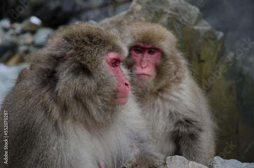 Japanese macaques Macaca fuscata. Jigokudani Monkey Park. Yamanouchi. Nagano Prefecture. Joshinetsu Kogen National Park. Japan. © Víctor