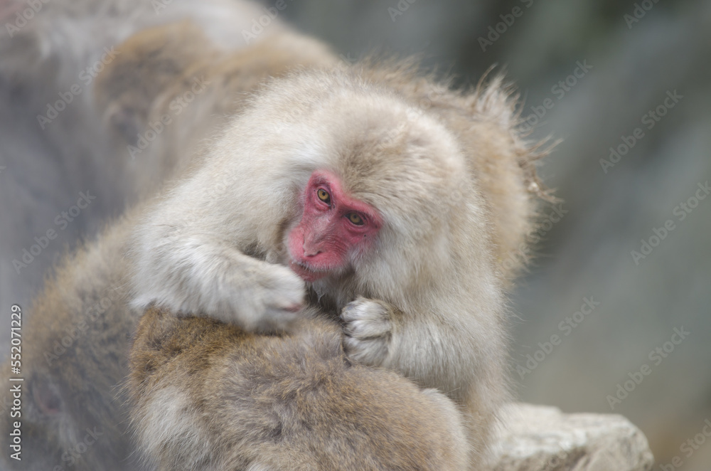 Naklejka premium One Japanese macaque Macaca fuscata grooming another. Jigokudani Monkey Park. Yamanouchi. Nagano Prefecture. Joshinetsu Kogen National Park. Japan.