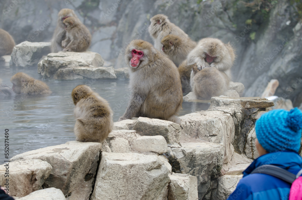 Obraz premium Person looking at Japanese macaques Macaca fuscata. Jigokudani Monkey Park. Yamanouchi. Nagano Prefecture. Joshinetsu Kogen National Park. Japan.