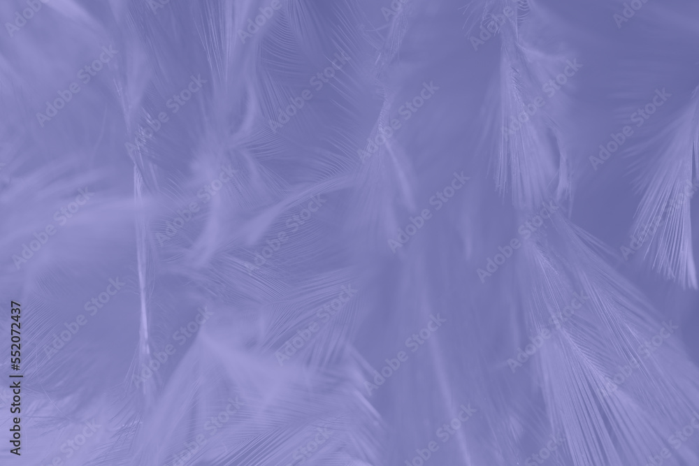 Beautiful dark violet gray feather pattern texture background , pastel color style Beautiful dark violet gray feather pattern texture background , pastel color style