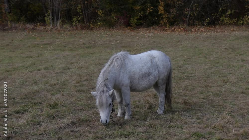 White pony horse eats grass in a clearing. Herding pony horses. Autumn forest in the background. White pony horse eats grass in a clearing. Herding pony horses. Autumn forest in the background.