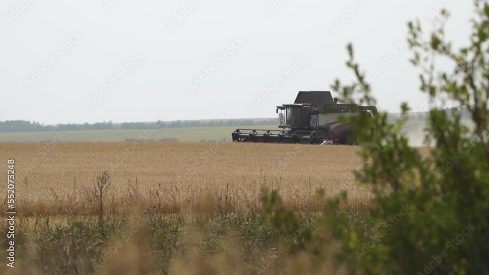 The combine harvester removes ripe wheat. agricultural industry. Side view The combine harvester removes ripe wheat. agricultural industry. Side view