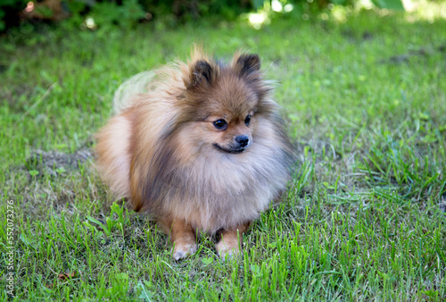Pomeranian sits on green grass.