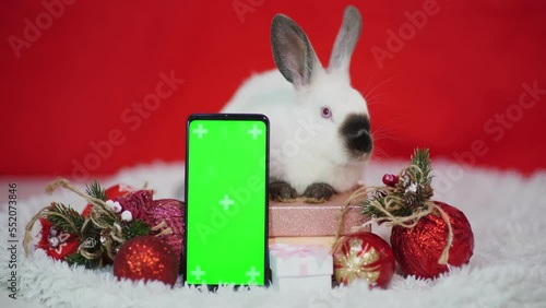 A cute little white rabbit is sitting on the gift box and red christmas tree balls with a green screen phone. Chromakey vertical smartphone mock up for advertising the year of the rabbit. The symbol