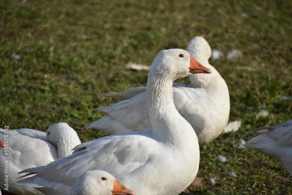 Geese Grazing in Liechtenstein, One Goose in Center Focus Geese Grazing in Liechtenstein, One Goose in Center Focus