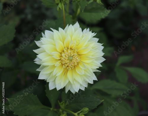 They are blooming yellow dahlia in the garden. Dahlia is a genus of bushy  tuberous  herbaceous perennial plants native to Mexico.Blurred background.