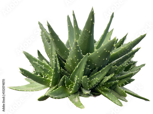 aloe