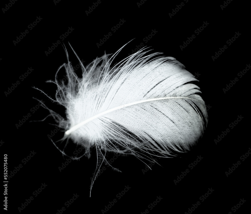 Obraz premium white feather on black background