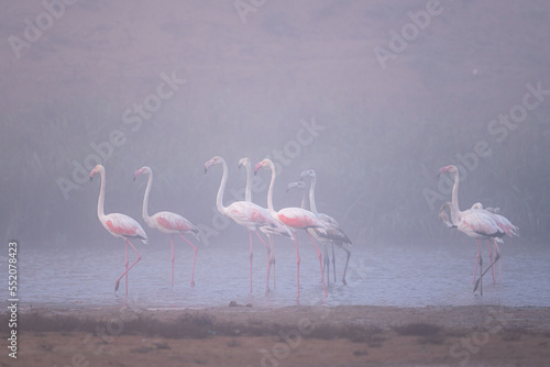 Greater flamingo, Phoenicopterus roseus, Souss Massa National Park, Morocco.