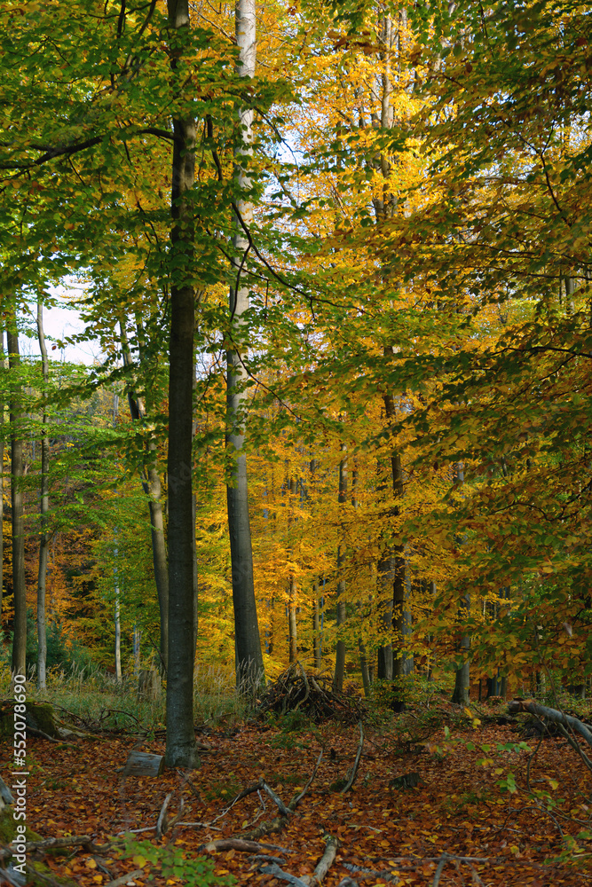 Herbstwald Herbstwald