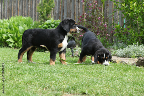 Puppies of Greater Swiss Mountain Dog in the garden