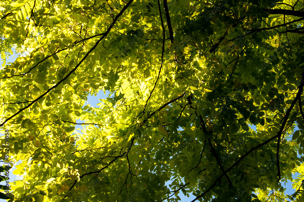 Branches with light green leaves of a Robinia Pseudoacacia tree on a sunny day Branches with light green leaves of a Robinia Pseudoacacia tree on a sunny day