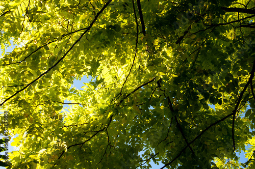 Branches with light green leaves of a Robinia Pseudoacacia tree on a sunny day