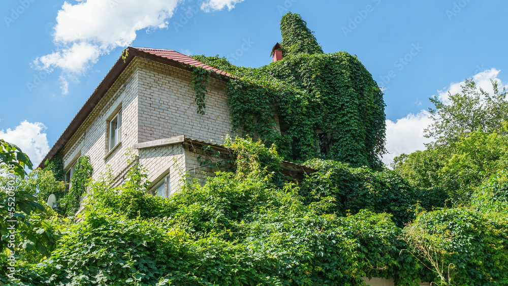White brick house overgrown with green leaves of Parthenocissus quinquefolia (Virginia creeper, Victoria creeper, five-leaved ivy) against the blue sky. City landscape in Voronezh