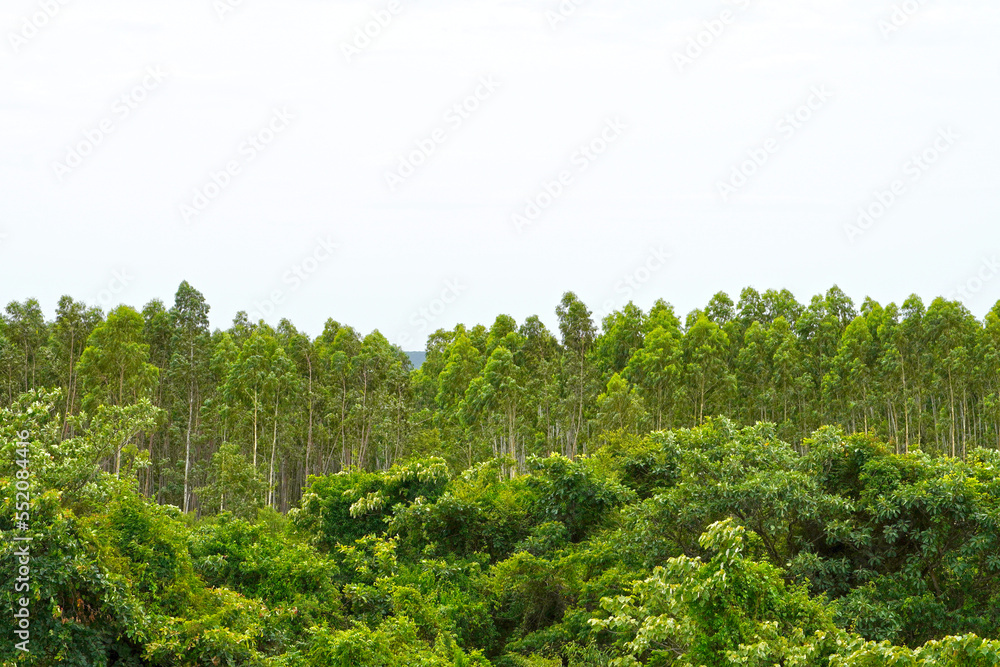 Earth day panorama tree with white background. Early autumn tones on a green forest of TP Kottai, Andhra Pradesh, India. Forest trees in India.