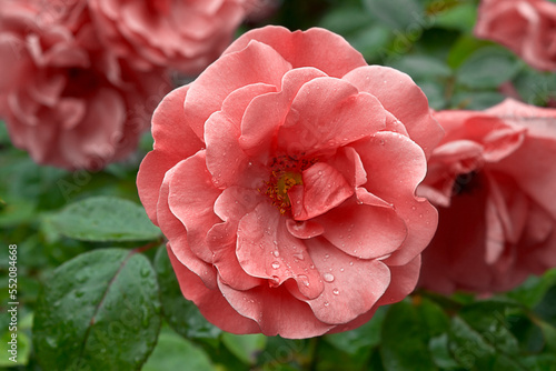 Close-up of a pink rose growing on a bush