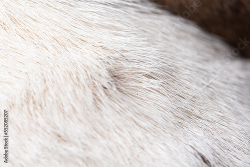 The dog's coat is white, short and rough. The stiff hair of the dog's coat in close-up.