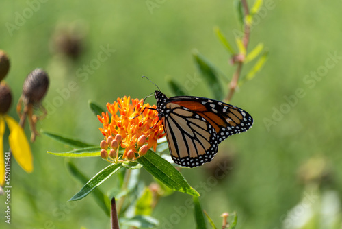 Monarch Butterfly On Orange Butterfly Milkweed Plant © Barbara