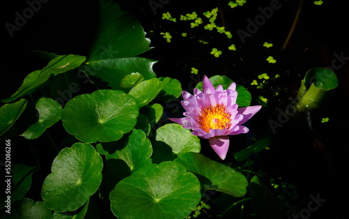 Pink nymphaea among green leaves in dark water.