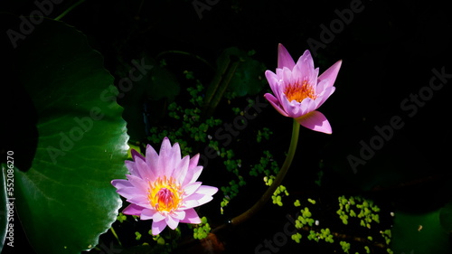 Two pink nymphs against the background of green leaves and dark water.