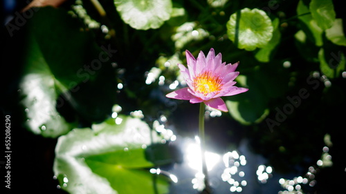 Pink nymphaea among green leaves. Bright sunlight and glare on the water.