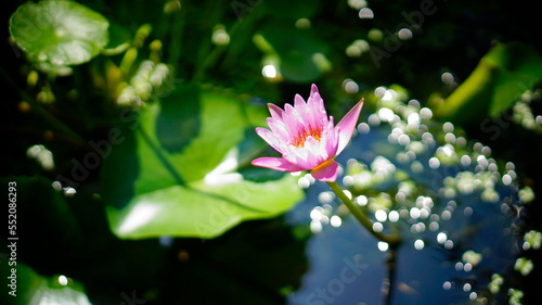 Pink nymphaea among green leaves. Sun glare on the water.