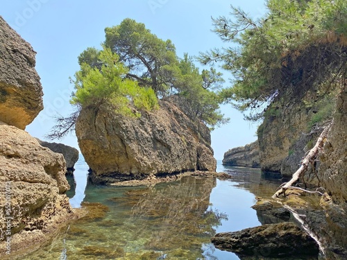 Sea cove and rocks covered pine trees.