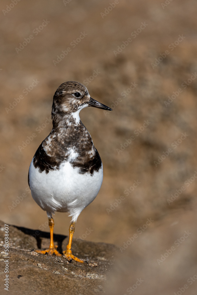 Ruddy turnstone, Arenaria interpres, wintering on the Moroccan coast. Ruddy turnstone, Arenaria interpres, wintering on the Moroccan coast.