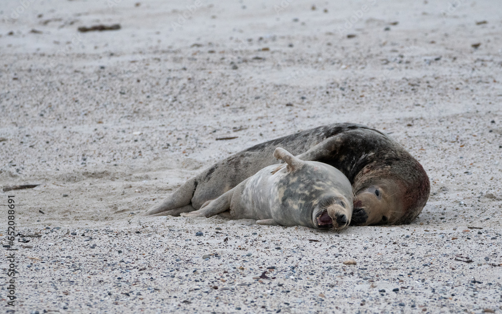 Fototapeta premium Gray Seal Couple on the beach