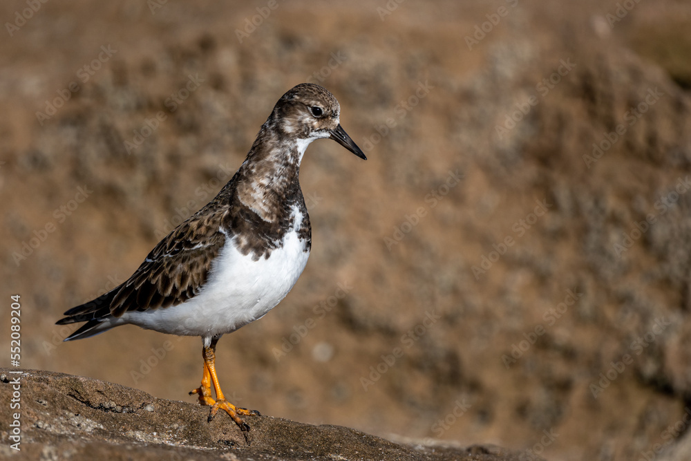 Ruddy turnstone, Arenaria interpres, wintering on the Moroccan coast. Ruddy turnstone, Arenaria interpres, wintering on the Moroccan coast.