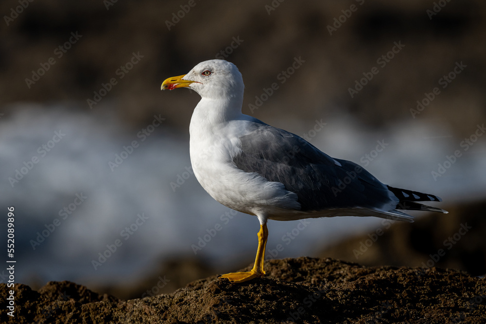 Yellow-legged gull, Larus michahellis, Morocco. Yellow-legged gull, Larus michahellis, Morocco.