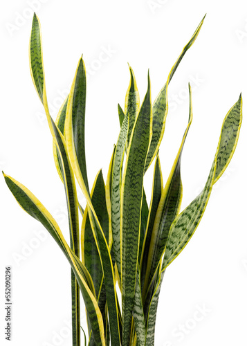close up of dracaena trifasciata (Sansevieria laurentii or Snake Plant) isolated on white background with clipping path. Air purifying plants.