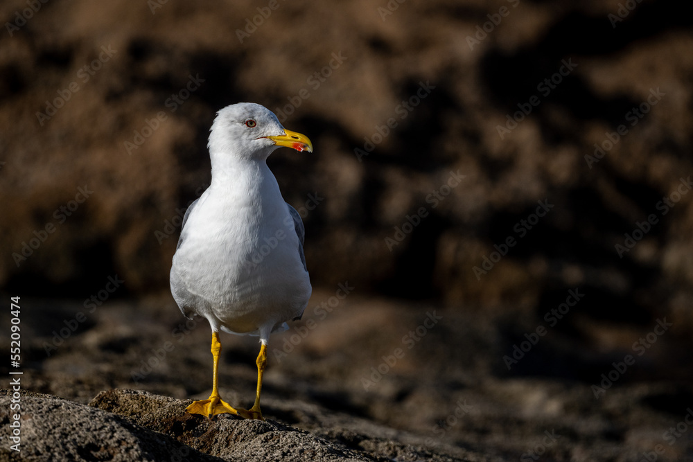 Yellow-legged gull, Larus michahellis, Morocco. Yellow-legged gull, Larus michahellis, Morocco.