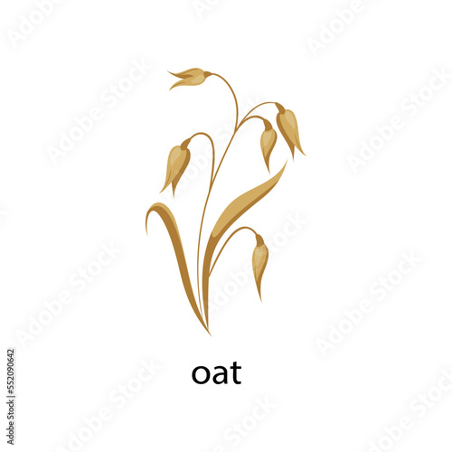 Oat cereal crop cartoon illustration. Oat with leaves isolated on white background. Plant, flowers concept