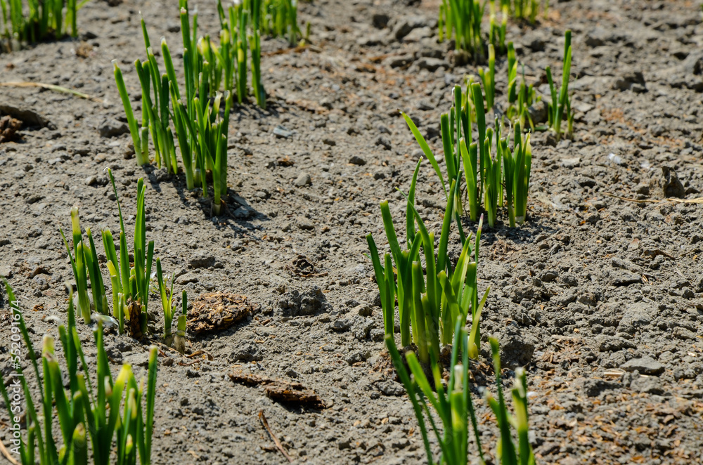 Obraz premium Leek chives vegetables