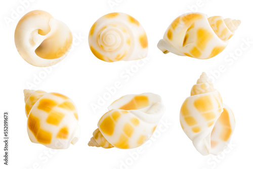 Cockle shell or scallop shall isolated on white background , Marine sea shell 