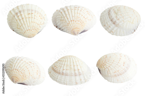Cockle shell or scallop shall isolated on white background , Marine sea shell 