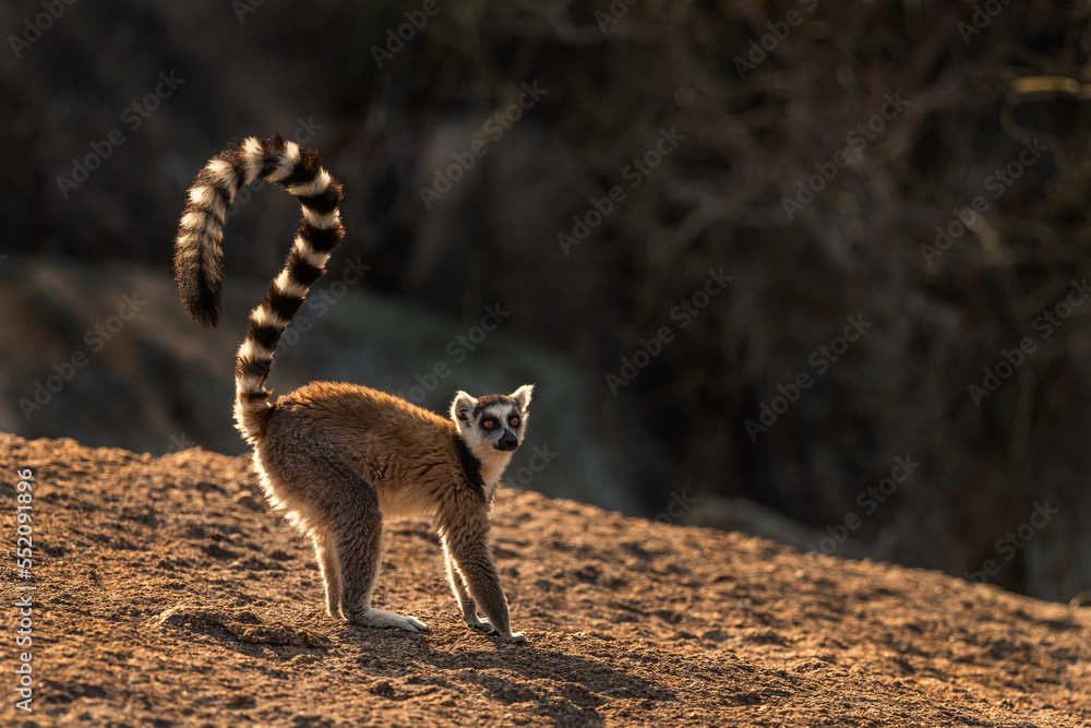 Ring-tailed Lemur - Lemur catta, beautiful lemur from Southern Madagascar forests, Anja reserve, Madagascar. - obrazy, fototapety, plakaty 