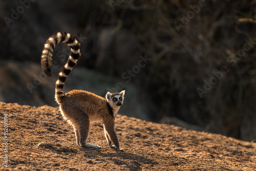Ring-tailed Lemur - Lemur catta, beautiful lemur from Southern Madagascar forests, Anja reserve, Madagascar. photo
