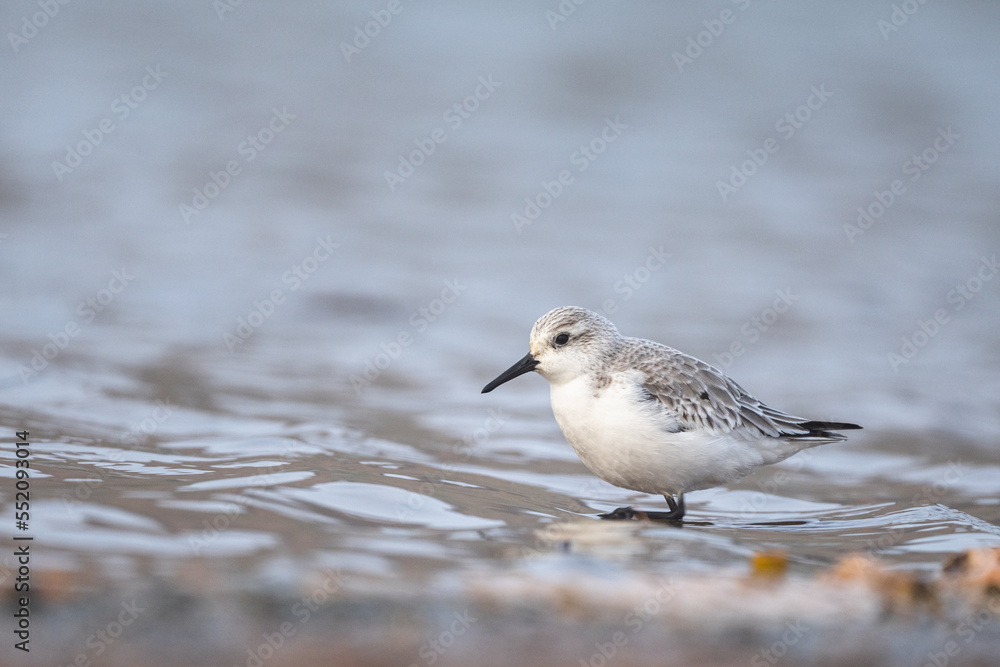Sanderling, Calidris alba. A common shorebird. Sanderling, Calidris alba. A common shorebird.