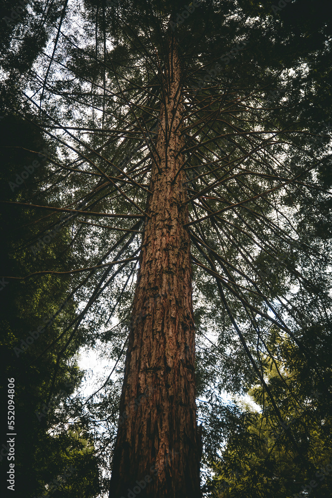 Fototapeta premium Redwood trees from bottom up, in Redwoods Whakarewarewa Forest, Rotorua, New Zealand