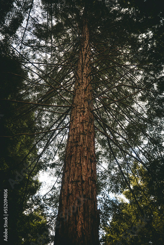 Redwood trees from bottom up, in Redwoods Whakarewarewa Forest, Rotorua, New Zealand © NuFa Studio