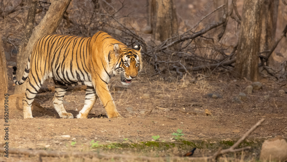 Obraz premium Male tiger (Panthera tigris) in the forest of Ranthambore, Rajasthan.