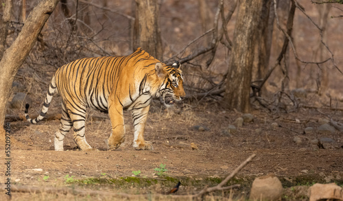 Male tiger  Panthera tigris  in the forest of Ranthambore  Rajasthan.
