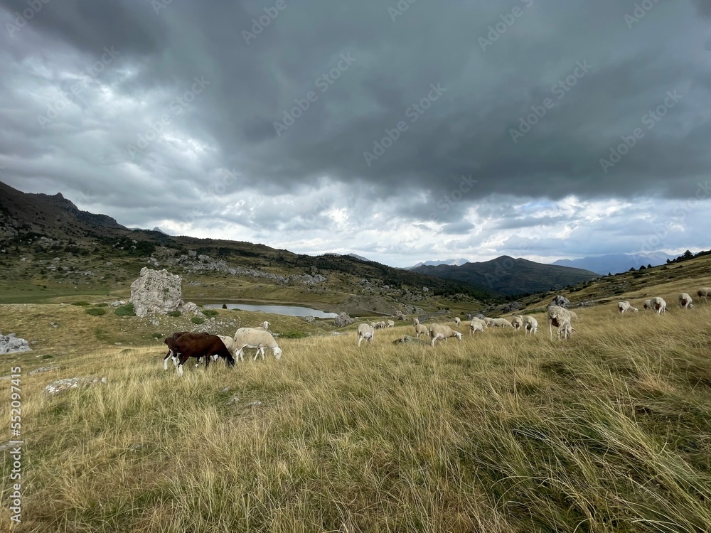 Obraz premium Rebaño 